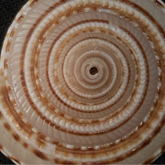 Miriam Haskell Vintage Nautilus Shell stick pin 3" - Picture 4 of 8